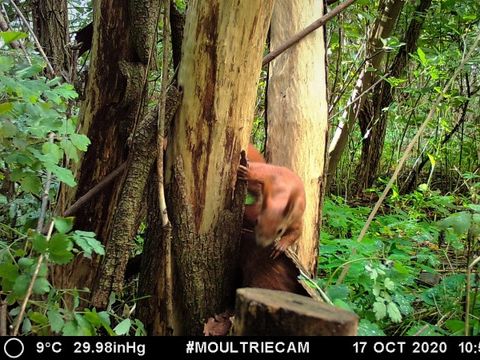 Eichhörnchen im Robinienwäldchen