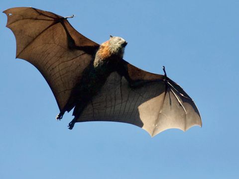 Bilanz des Fledermausjahres