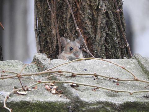 Gelbhalsmaus: Erfinderische Kiezbewohnerin besetzt im Winter gerne Vogel-Nisthilfen