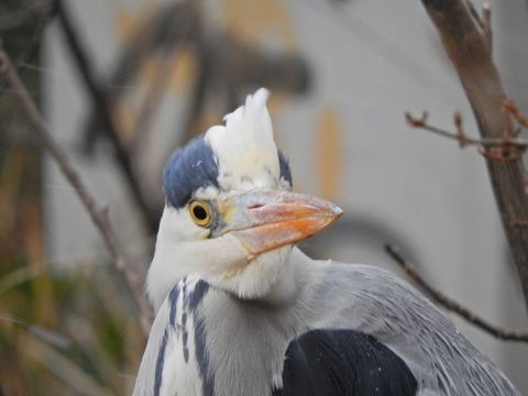 Tier des Monats Oktober: Graureiher, oder auch Fischreiher genannt (latainischer Name Ardea cinerea) – wilder, schneller Jäger am Wasser