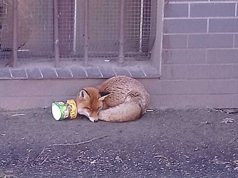 Fuchs am Tempelhofer Ufer