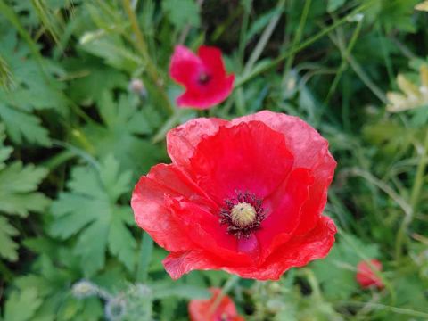 Klatschmohn