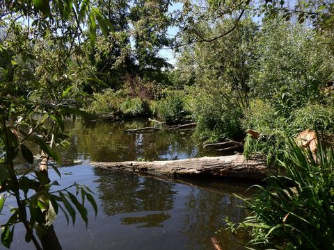 Uferwegetation Schwanenwiese Rummelsburger Bucht