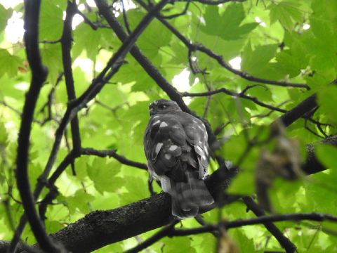 Junge Sperber wie dieser werden nach dem Verlassen des Nestes noch einige Zeit von ihren Eltern versorgt