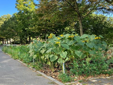 Entsiegelung am Lausitzer Platz