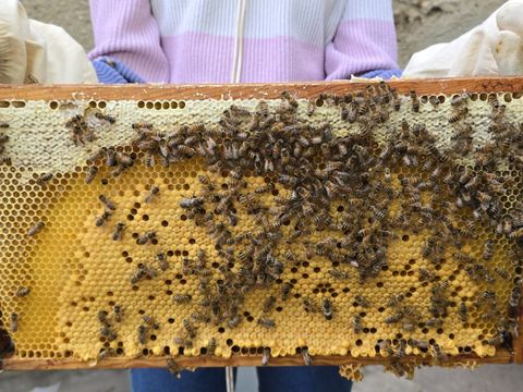 Die Arbeiterbienen scheiden aus ihren Drüsen am Hinterleib Wachs aus. Das wird gekaut und zu sechseckigen Zellen geformt