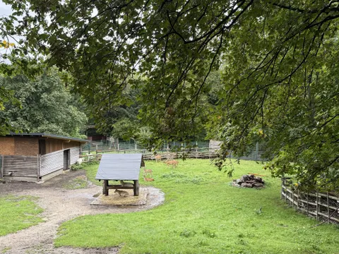 Wildgehege des Damwilds, in der Ferne einige Rehe.