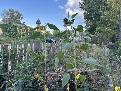 Beet im Bürgergarten Laskerwiese