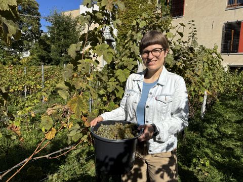 Annika Gerold bei der Weinlese