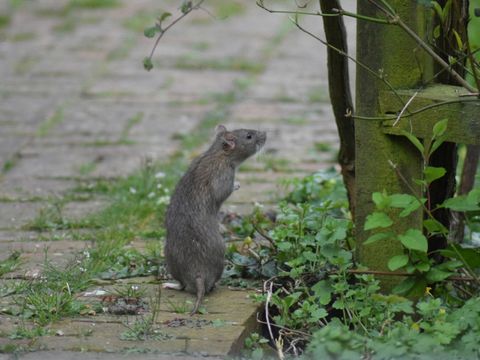 Ratte