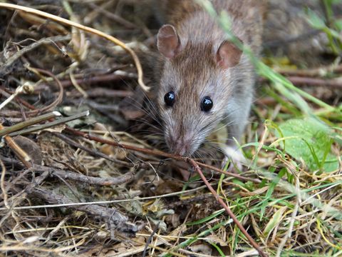 Ratte