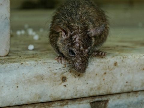 Ratte