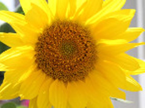 Sonnenblume