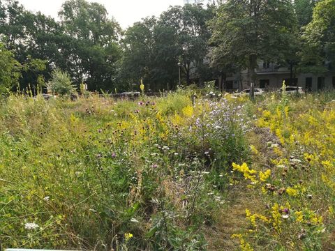 Wildblumenwiese Baerwaldstraße