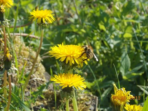 Löwenzahnblüte mit Biene