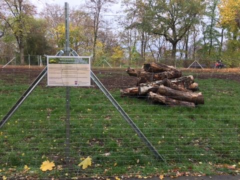 Hier auf dem kleinen Bunkerberg entsteht die neue Blühwiese für Wildbienen