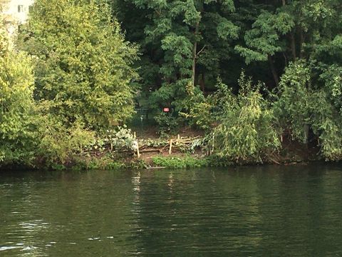 Biberausstieg am Landwehrkanal