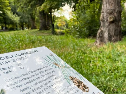 Das Bild zeigt das Schild zu Baum Nr. 8 Österreichische Schwarzkiefer des Lehrpfades im Böcklerpark
