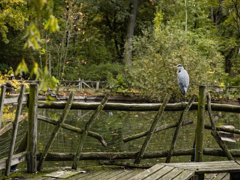 Kranich auf einem Holzzaun im Volkspark Friedrichshain