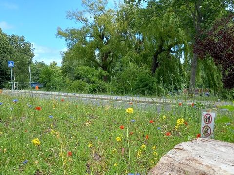 Blühwiese und Totholz am Görlitzer Ufer