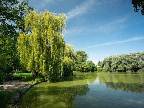 See mit Trauerweise und Büschen runherum