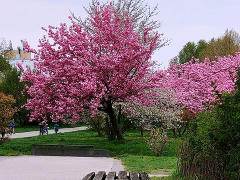 Kirschbaum in rosa Blüte im Hintergrund