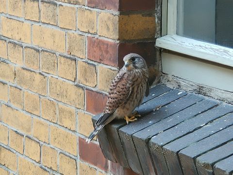 Turmfalke auf dem Fenstersim im Rathaus-Innenhof