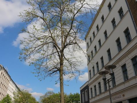 Altbauten in der Viktoriastadt mit Baum in der Mitte und bewölktem Himmel