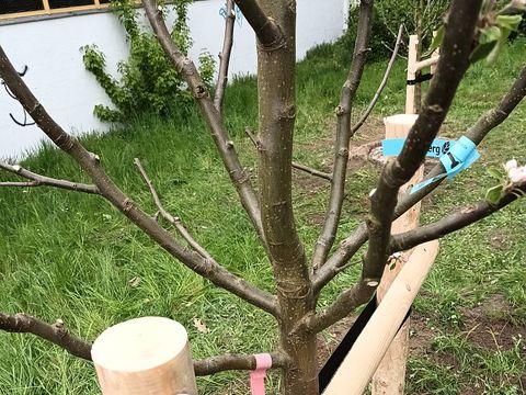 Baum Nummer Eins vor der Kita Sonne ist eingepflanzt