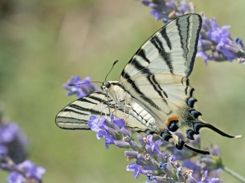 Das Bild zeigt einen Segelfalter, der an einer Lavendelblüte saugt.