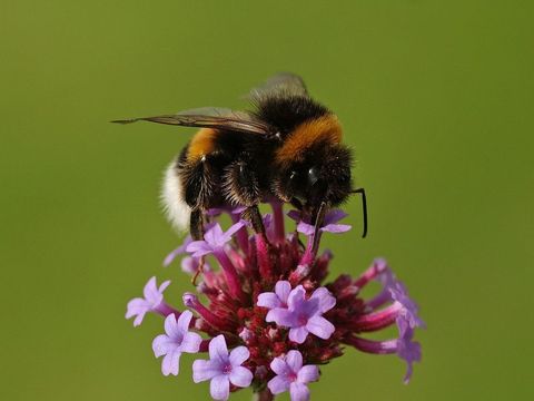 Hummel auf Blüte von Anneli Krämer