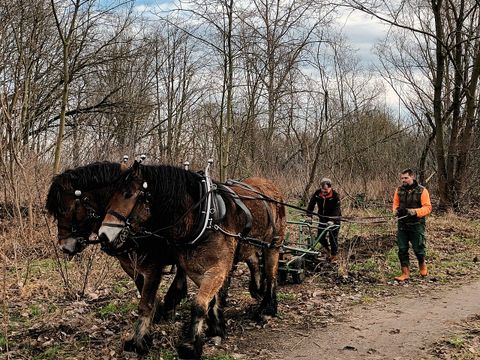 Anlegen der Pflanzgräben im Frühjahr 2024 in der Hönower Weiherkette mit dem Pferde-Pflug