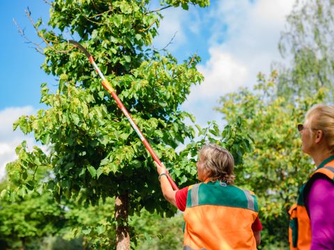 Schnittarbeiten von zwei Gärtnern an einem Baum