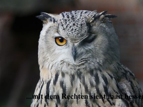 Mit dem Rechten sieht man besser, will die Eule sagen