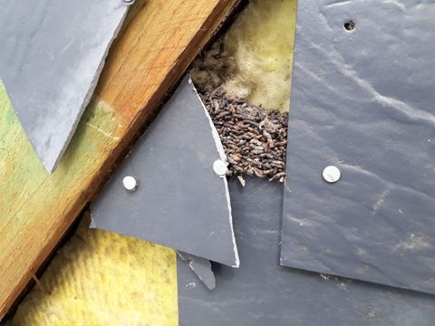 Fledermauskot hinter einer Schieferverkleidung