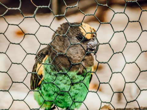 Vogel in einem Käfig