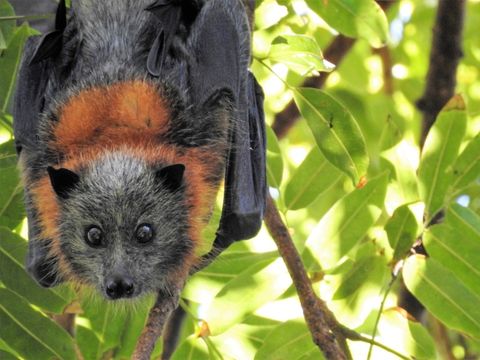 eine Fledermaus hängt kopfüber an einem Baum