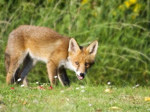 ein Rotfuchs, der auf einer Wiese steht