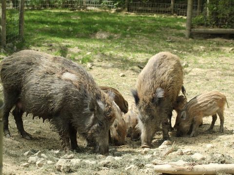 zwei Wildschweine (Bachen) mit Frischlingen auf der Futtersuche