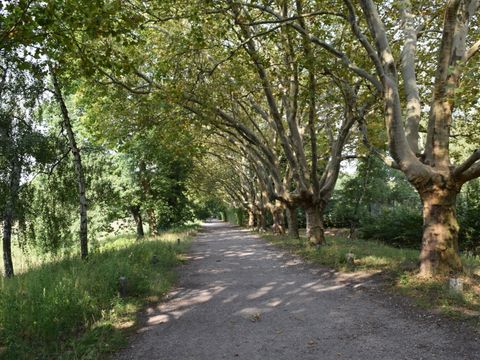 Platanenallee Rehberge