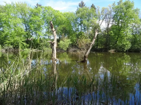 Der Möwensee im Volkspark Rehberge