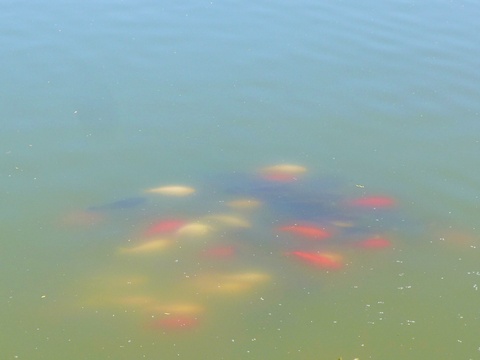 Fische im Engelbecken