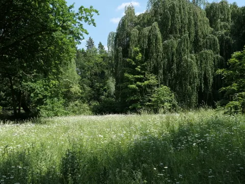 Frischwiese im Volkspark Rehberge