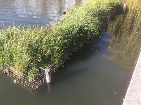 Röhrichtinsel am Engelbecken (Zustand Oktober 2022)