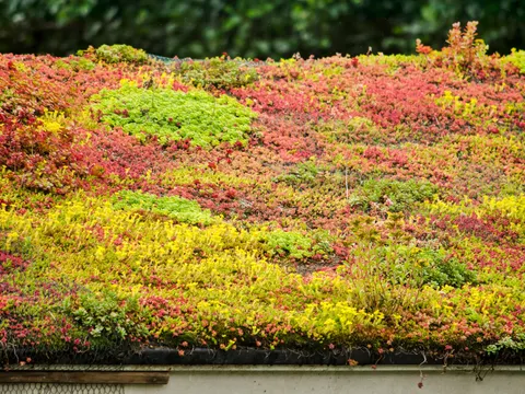 sedum_dach