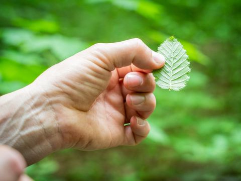 Ein grünes Blatt in der Hand
