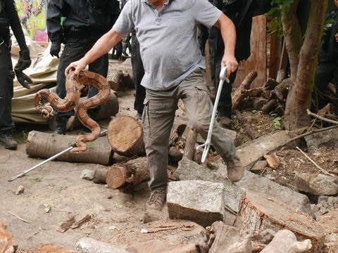 Boa Constrictor auf Spielplatz