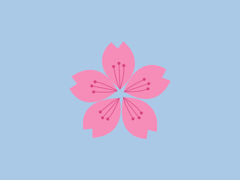 Kirschblüte