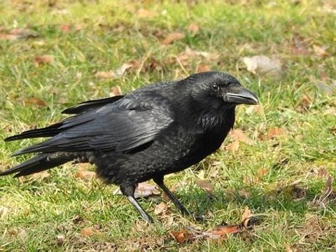 Vogel auf einer Wiese
