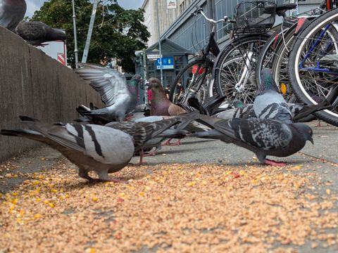 Das Füttern von Tauben ist - wenn es wie hier erfolgt - auf dem Hermannplatz untersagt (Bild: Bezirksamt Neukölln von Berlin)